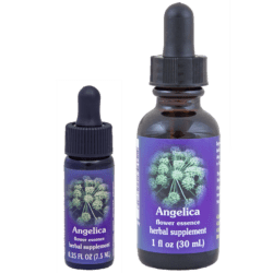 Angélica archangelica