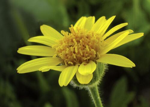 Arnica Mollis