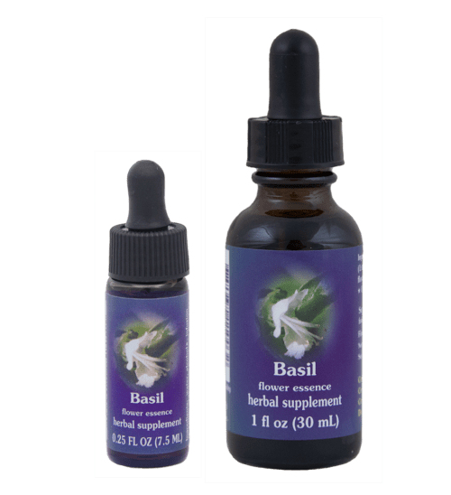 Basil (Albahaca) Ocimum basilicum