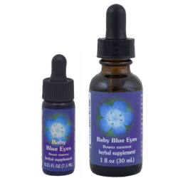 Ojos azules de bebé Nemophila Menziesii