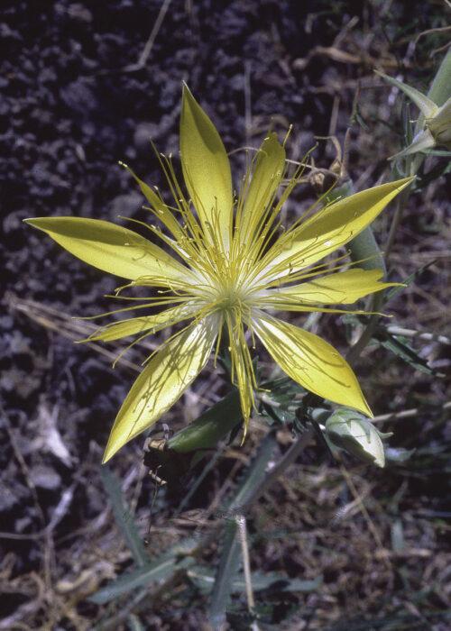 Mentzelia laevicaulis