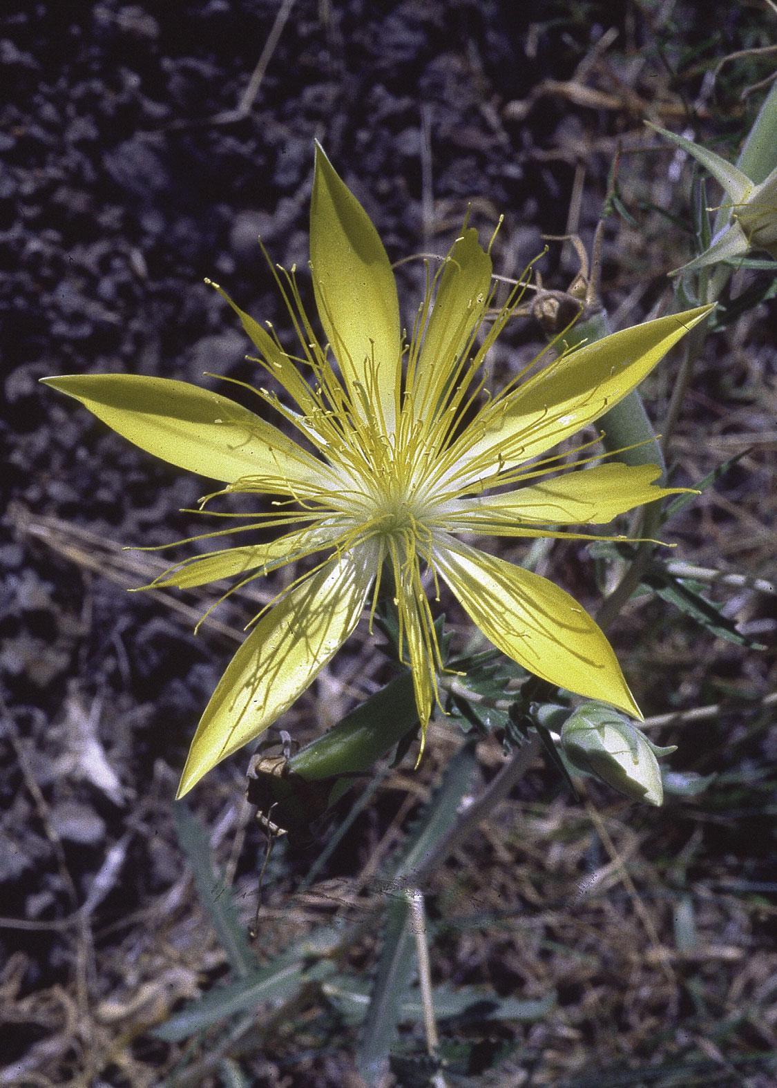 Mentzelia laevicaulis
