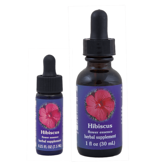 Hibiscus (Hibisco)