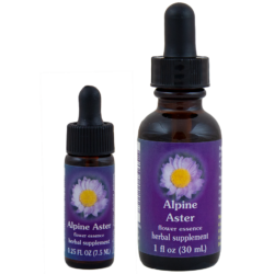 Alpine Aster (Aster Alpino)