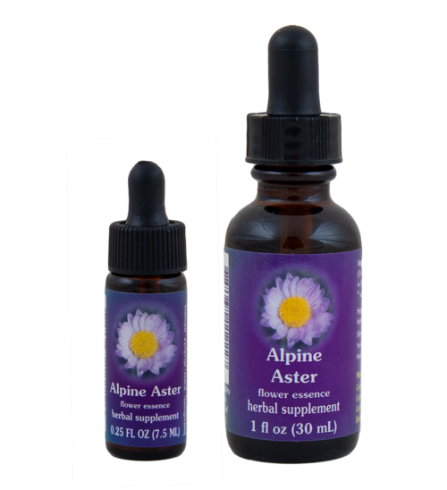 Alpine Aster (Aster Alpino)