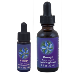 Borage (Borraja)