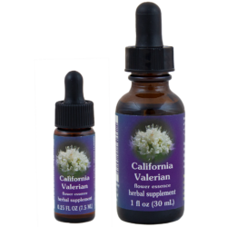California Valerian (Valeriana de California)
