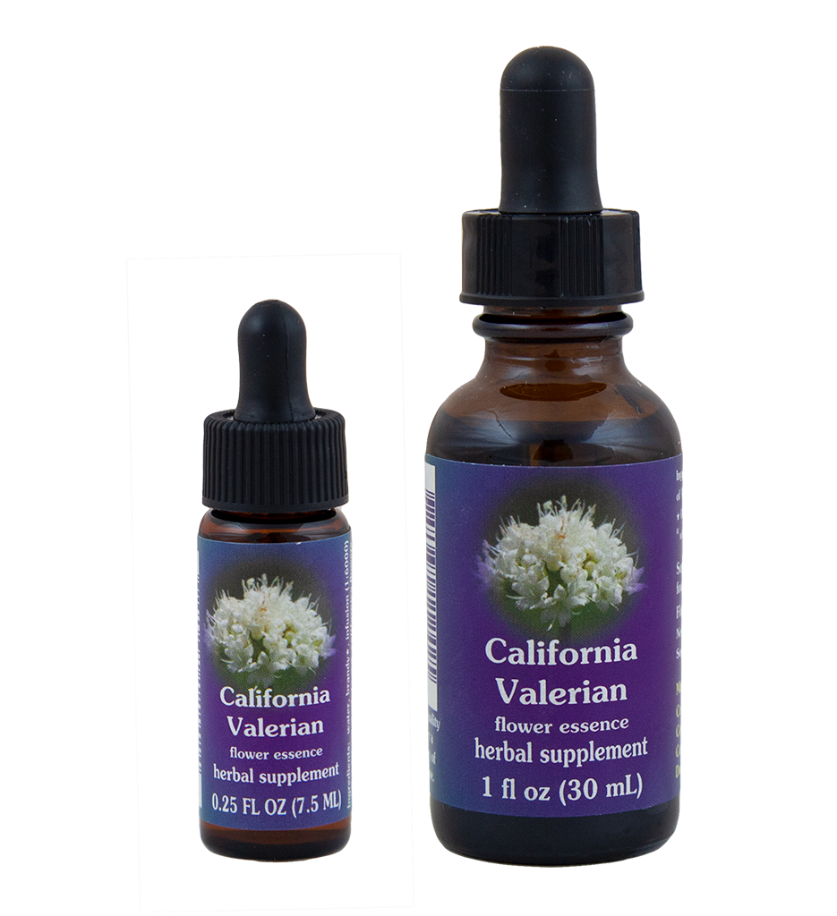 California Valerian (Valeriana de California)