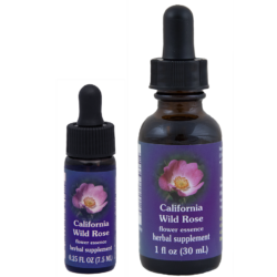 California Wild Rose (Rosa Silvestre de California)