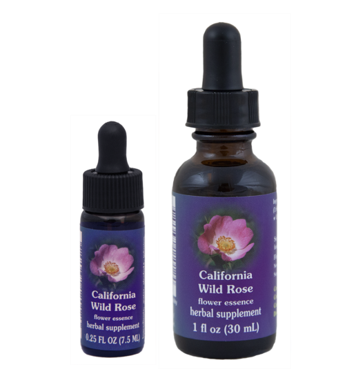 California Wild Rose (Rosa Silvestre de California)