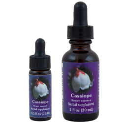 Cassiope (Brezo Blanco de la Montaña, Brezo Occidental)