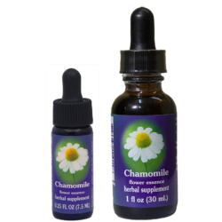 Chamomile (Manzanilla)