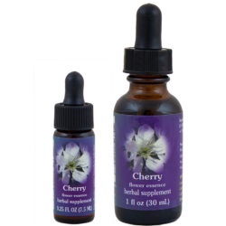 Cherry (Flor del Cerezo)