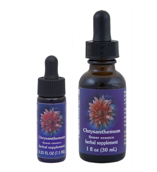 Chrysanthemum (Crisantemo)