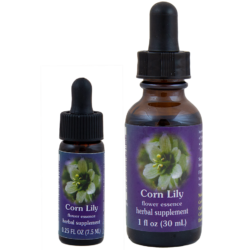 Corn Lily (Lirio del Maíz, Falso Eléboro de California)
