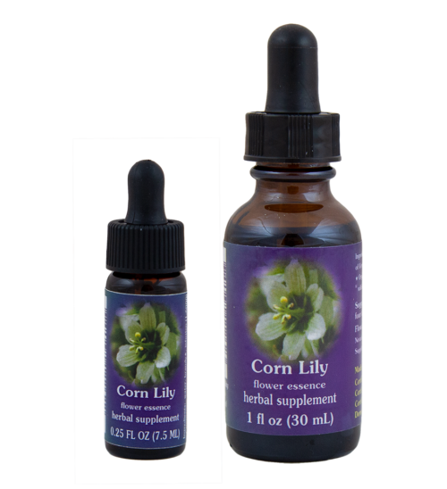 Corn Lily (Lirio del Maíz, Falso Eléboro de California)