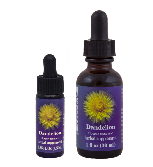 Dandelion (Diente de león, Meacanas, Achicoria Amarga)