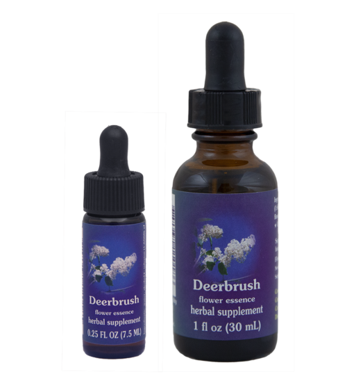 Deerbrush (Cola de Ciervo)