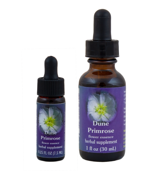 Dune Primrose (Prímula de las Dunas)