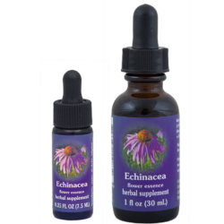 Equinacea (Equinácea)