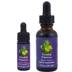 Evening Primrose (Onagra, Prímula Nocturna)