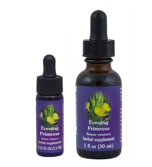 Evening Primrose (Onagra, Prímula Nocturna)