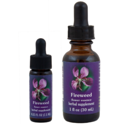 Fireweed (Epilobio)