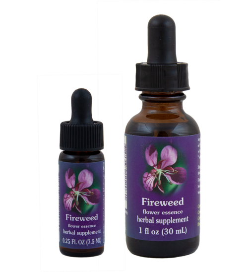Fireweed (Epilobio)
