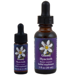 Glassy Hyacinth (Jacinto Crsitalino)