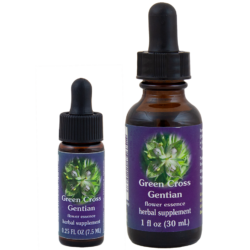 Green Cross Gentian (Genciana Verde)