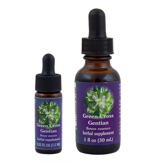 Green Cross Gentian (Genciana Verde)