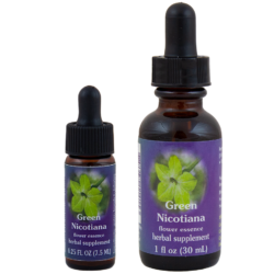 Green Nicotiana (Tabaco de Jazmín)