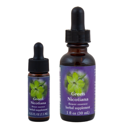 Green Nicotiana (Tabaco de Jazmín)