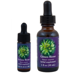Green Rose (Rosa Verde)