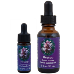 Hyssop (Hisopo)