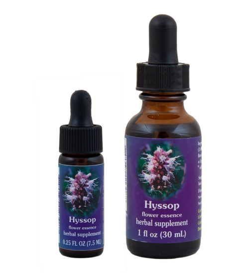 Hyssop (Hisopo)