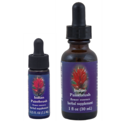 Indian Paintbrush (Pincel Indio)