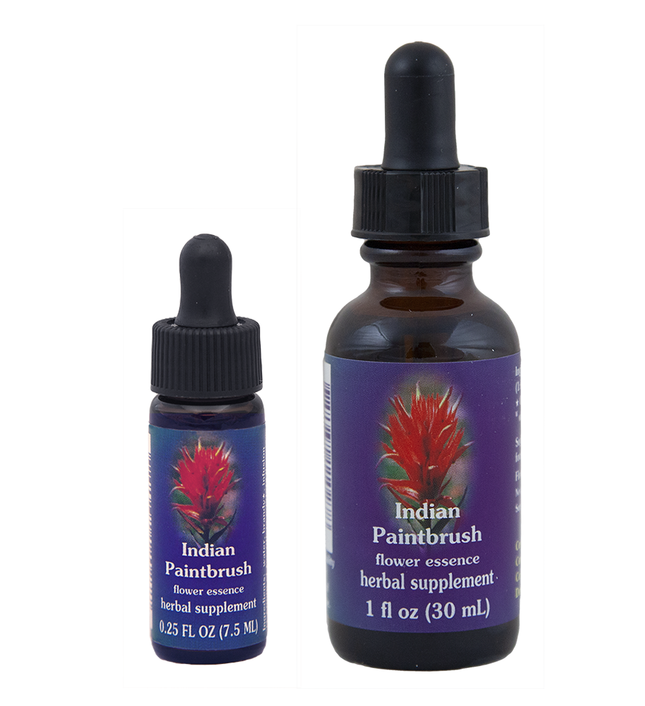 Indian Paintbrush (Pincel Indio) Indian Paintbrush (Pincel Indio)