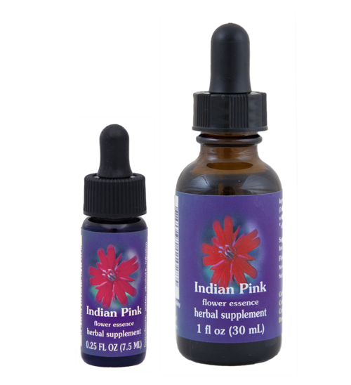 Indian Pink (Clavel Indio)