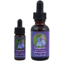 Lungwort (Pulmonaria)