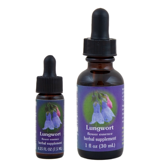Lungwort (Pulmonaria)