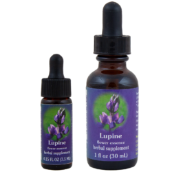 Lupine (Lupino, Alubia de los Lobos, Altramuz)