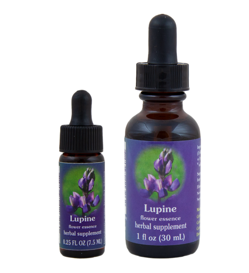 Lupine (Lupino, Alubia de los Lobos, Altramuz)