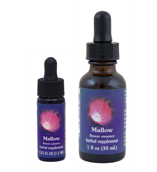 Mallow (Malva)