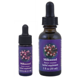Milkweed (Algodoncillo, Hierba de Leche)