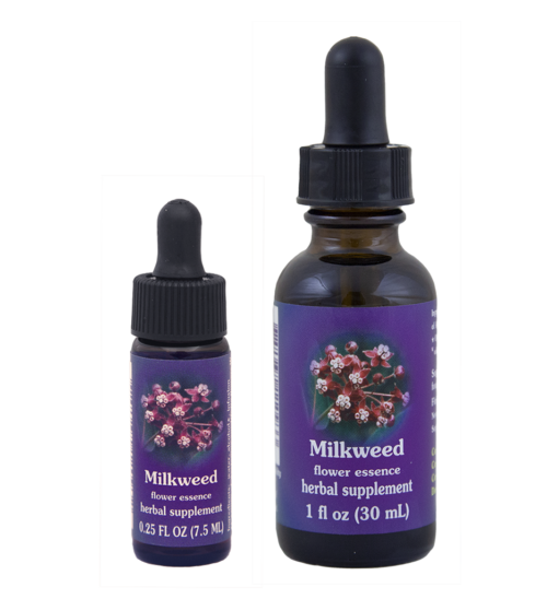 Milkweed (Algodoncillo, Hierba de Leche)