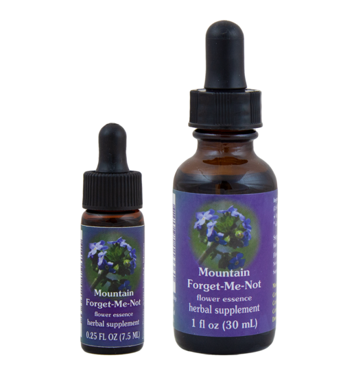 Mountain Forget-Me-Not (No meolvides de montaña)