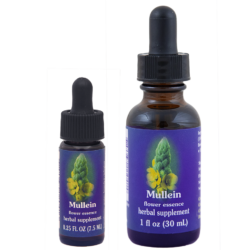 Mullein (Gordolobo, Verbasco, Candelaria)