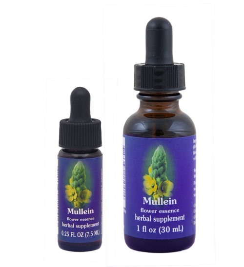 Mullein (Gordolobo, Verbasco, Candelaria)