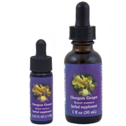 Oregon Grape (Uva de Oregón, Mahonia, Agracejo)